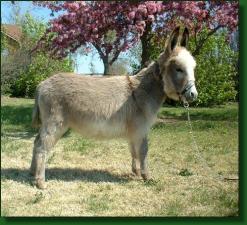 Rearview's Pebbles - Lot #16