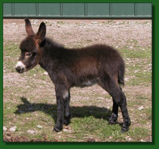 The Elms Princess Lea