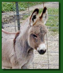 The Elms Princess Victoria