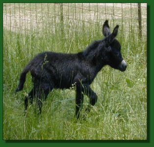 The Elms Queen of Spades