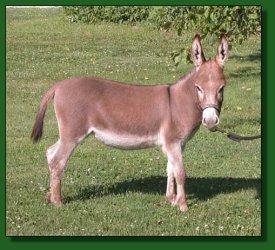 Lot #1 ~ The Elms Red Trillium