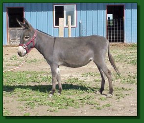 Lot #16 ~ Shawmar's Revlon