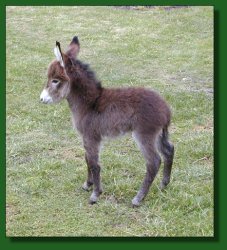 The Elms Roan Ranger