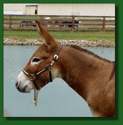 My World Santana, dark red (sorrel) miniature donkey herd sire