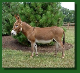 My World Santana, dark red (sorrel) miniature donkey herd sire
