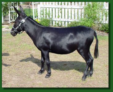 Short & Sweet InkaDinkaDoo ~ Lot #4