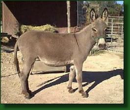 Hauenstein's Shugah Baby - Lot #14