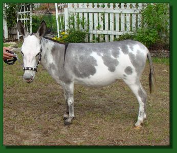 Short & Sweet Casablanca ~ Lot #41