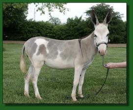 Brasstown Brayers Sparkler - Lot #29