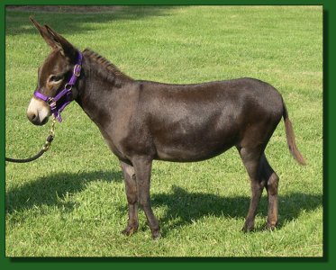 Sunset Acres Kiki ~ Lot #70