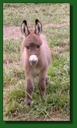 The Elms Sweet N Tangy