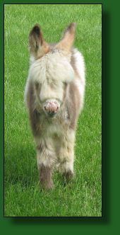 The Elms Telly's Tale