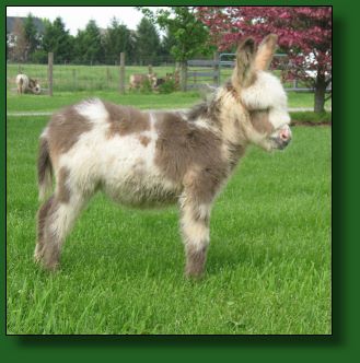 The Elms Telly's Tale