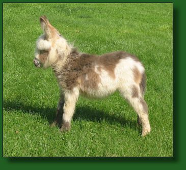 The Elms Telly's Tale