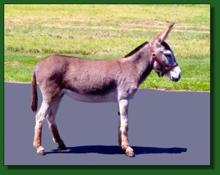 Lot 30 ~ TomAsses Nova Star