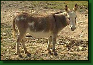 Pattie Gray's Champions Tina Turner - Lot #9