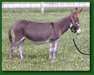 Lot#52 - MGF Tiny Spark