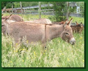 Lot #21 ~ H.C.F. Q-T-Pa-2-T