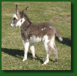 The Elms Dottie's Valentine