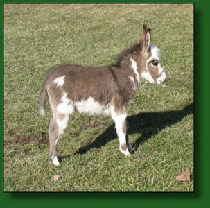 The Elms Dottie's Valentine