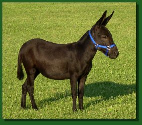 Lot #11 ~ The Elms Vivi Va Voom