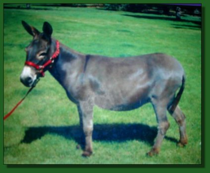 Wee Friend's Farm Skippy ~ Lot #68