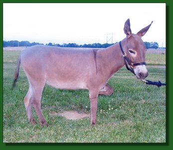 Lot # 41 ~ West Prairie Fancy