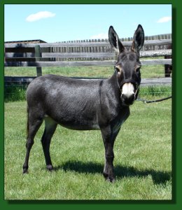 Yorkleigh Farm Chiquita ~ Lot #58