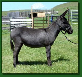 Yorkleigh Farms Dark Essence ~ Lot #35