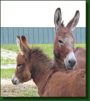 The Elms Scarlett O'Eara